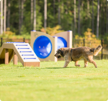 Pet Park to Play